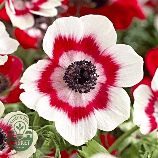 Anemone: How to Grow and Care with Expert Tips - Natures Bulb Market