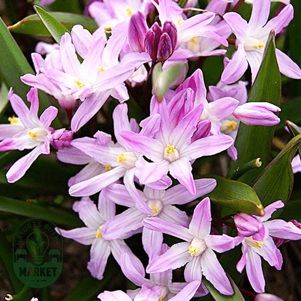 Chionodoxa: How to Grow and Care for Glory-of-the-Snow with Expert Tips - Natures Bulb Market