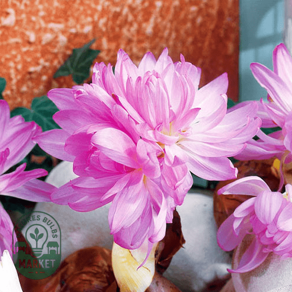 Colchicum: How to Grow and Care for Autumn Crocus with Expert Tips - Natures Bulb Market