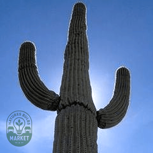 Expert Guide: Growing and Caring for Carnegiea Gigantea (Saguaro Cactus) - Natures Bulb Market