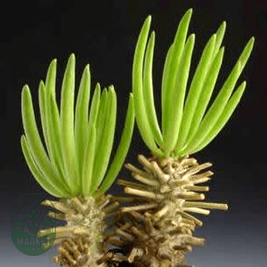 Expert Guide: How to Successfully Grow and Care for Cactus from Seeds - Natures Bulb Market