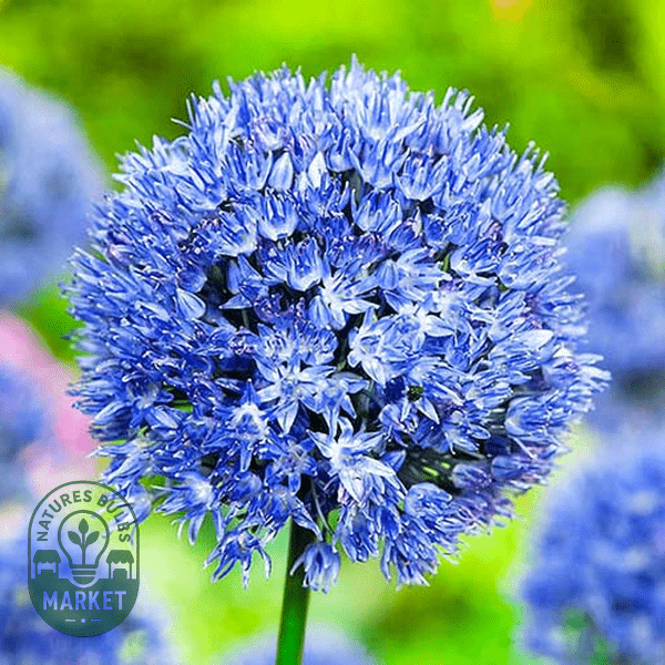 Expert Guide to Growing and Caring for Alliums: Purple Spheres of Garden Magic - Natures Bulb Market
