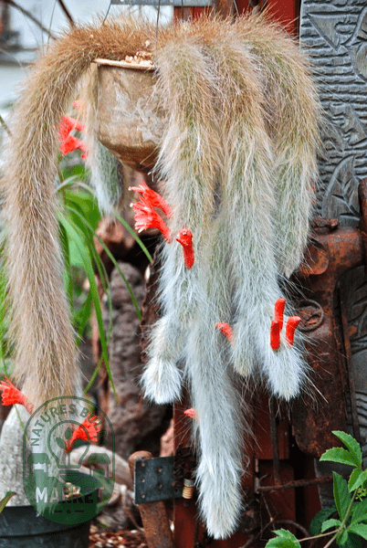 Expert Tips: How to Grow and Care for Your Monkey Tail Cactus - Natures Bulb Market