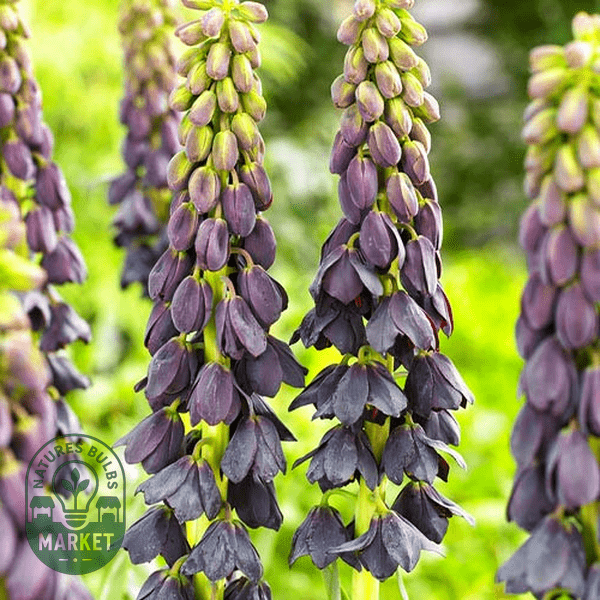 Fritillaria: How to Grow and Care for These Stunning Spring Bulbs - Expert Tips - Natures Bulb Market