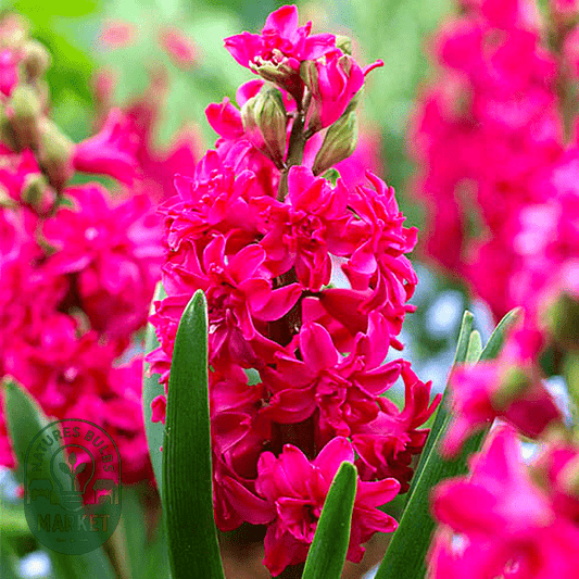 Growing Fragrant Hyacinths: Expert Guide to Perfect Spring Scents and Colors - Natures Bulb Market