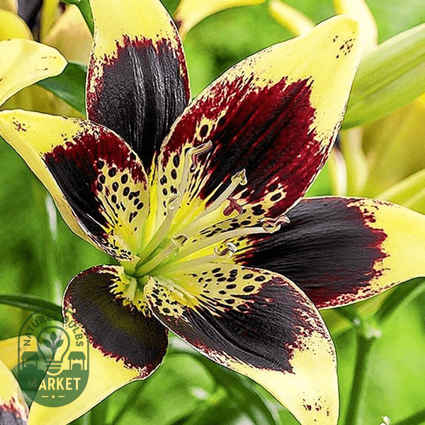 How to Care for and Grow Beautiful Lilies: Expert Tips for Success - Natures Bulb Market
