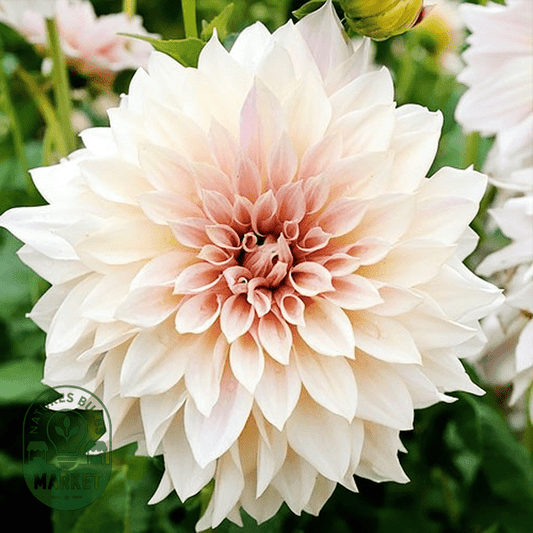 How to Grow and Care for Dahlias: Complete Guide with Expert Tips - Natures Bulb Market