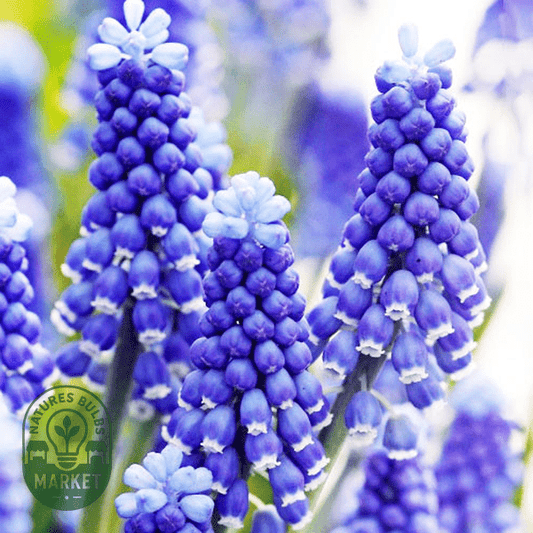 Muscari: How to Grow and Care for Grape Hyacinths with Expert Tips - Natures Bulb Market