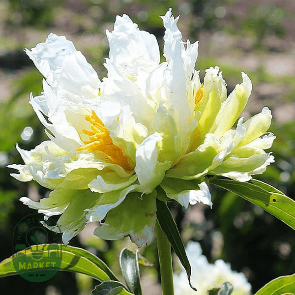 Peony Care Guide: Expert Tips for Growing Beautiful Blooms - Natures Bulb Market