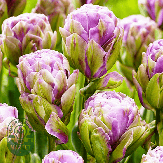 The Complete Guide to Growing Perfect Tulips: Expert Tips for Spectacular Spring Blooms - Natures Bulb Market