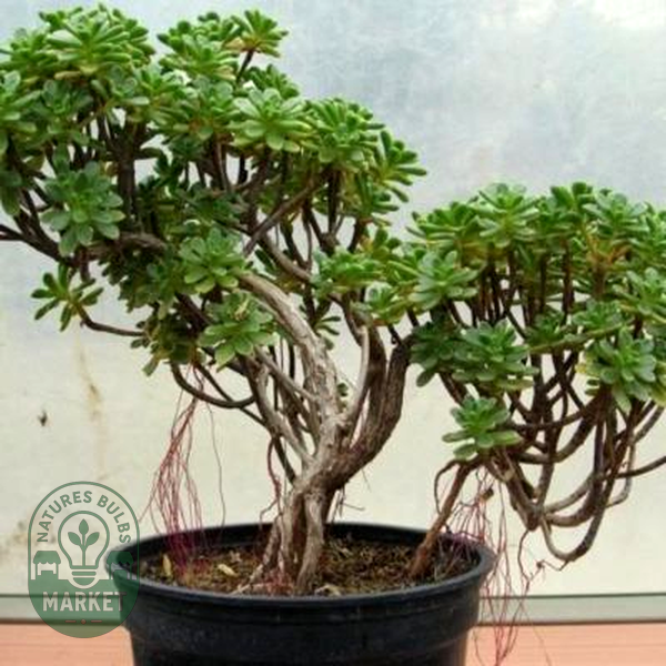 Aeonium sedifolium