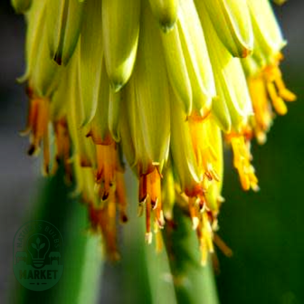 Aloe arborescens Yellow