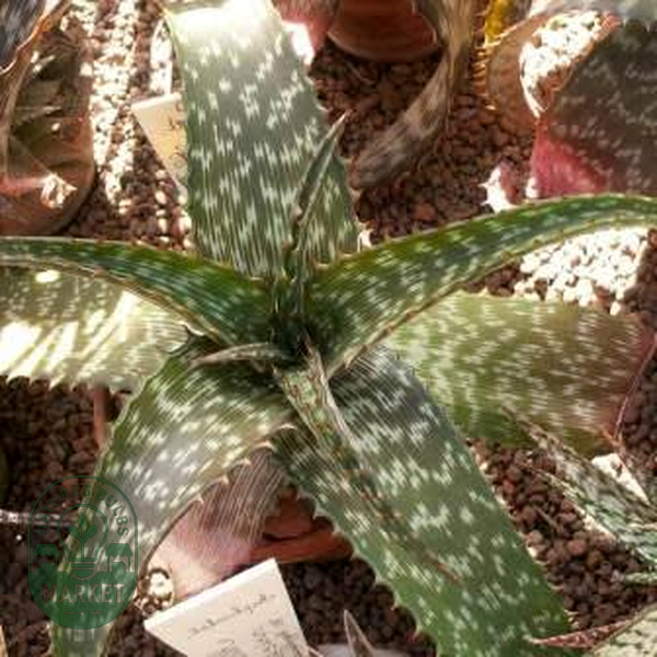 Aloe barbertoniae