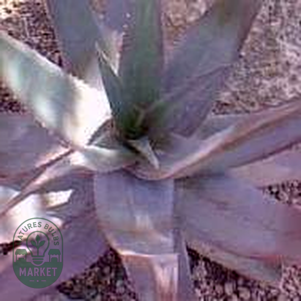 Aloe chabaudii