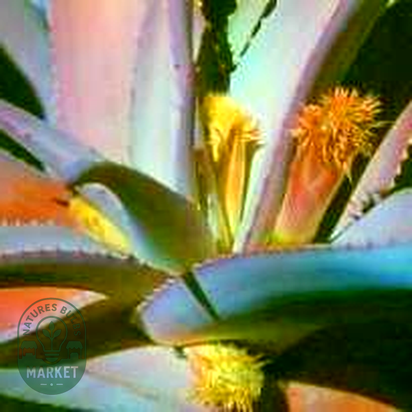 Aloe comosa