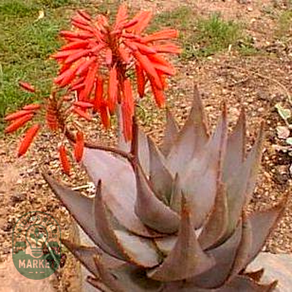 Aloe comptonii