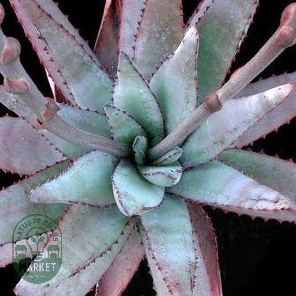 Aloe conifera