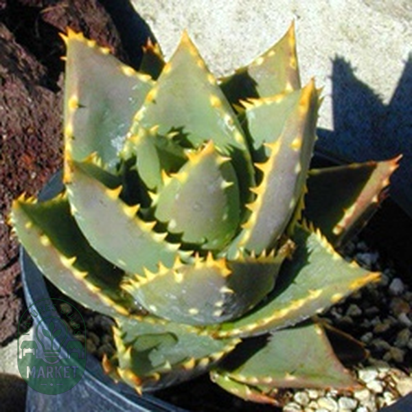 Aloe distans