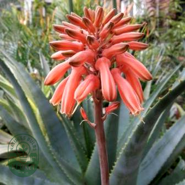 Aloe duckeri