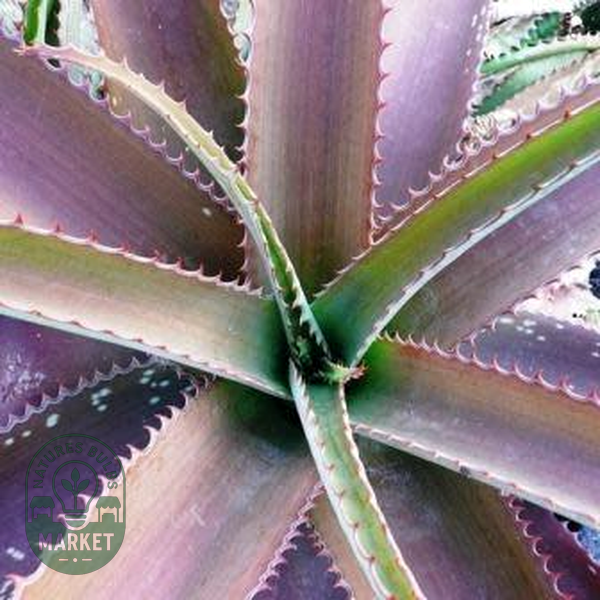 Aloe dyeri