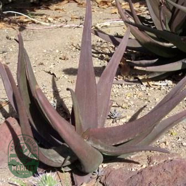 Aloe fleurentiniorum