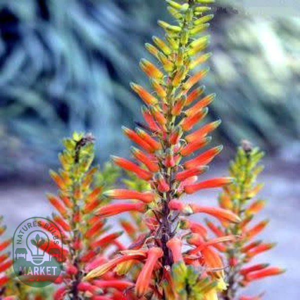 Aloe fosteri