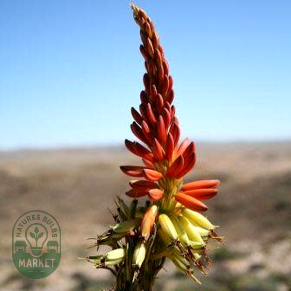 Aloe gariepensis Red Flowers