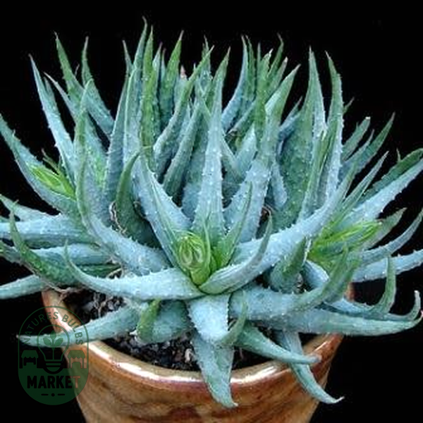 Aloe humilis