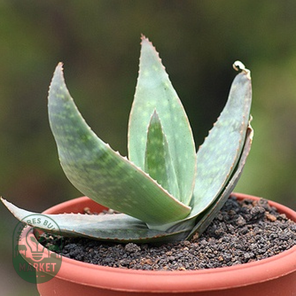 Aloe kouebokkeveldensis