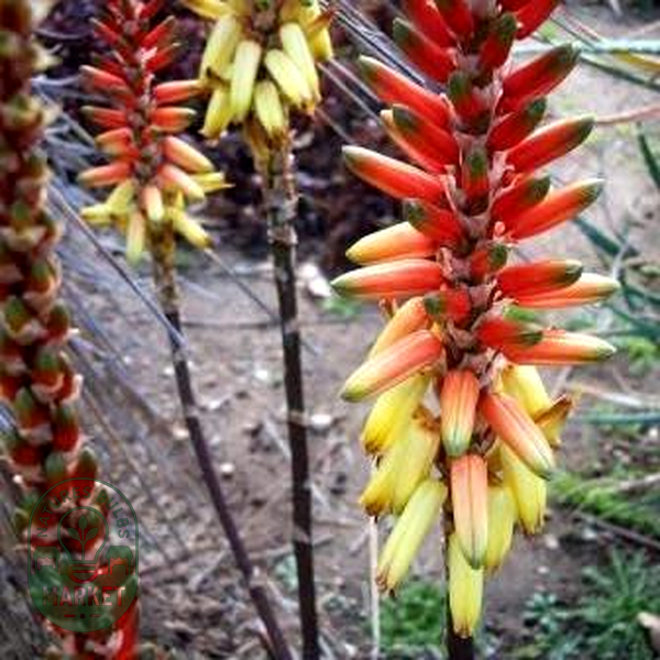 Aloe lutescens