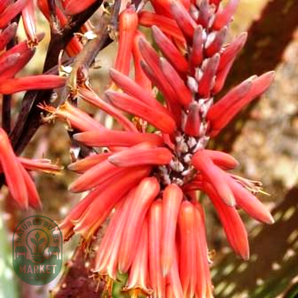 Aloe macrosiphon