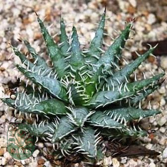 Aloe melanacantha