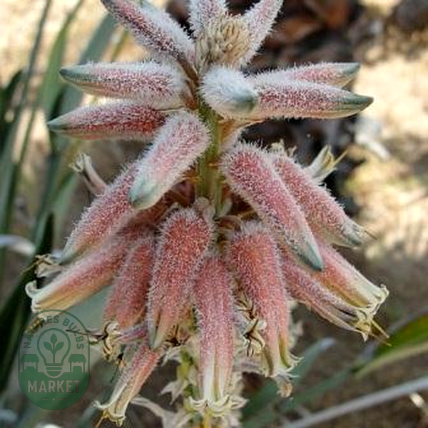 Aloe molederana