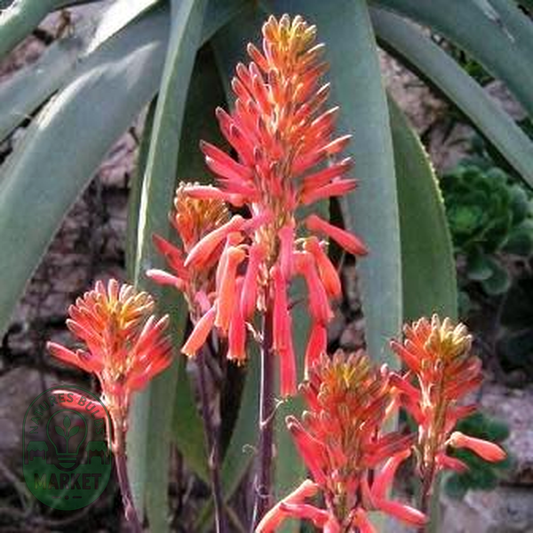 Aloe mudenensis