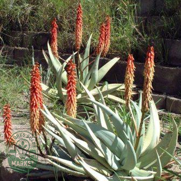 Aloe namibensis