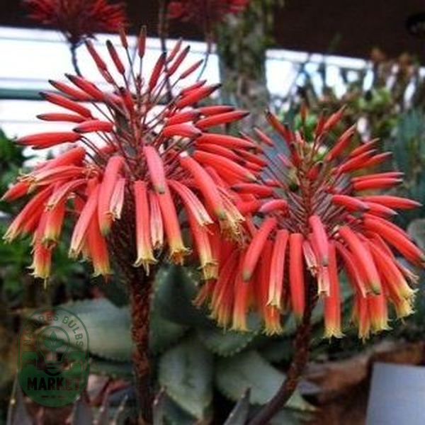 Aloe perfoliata