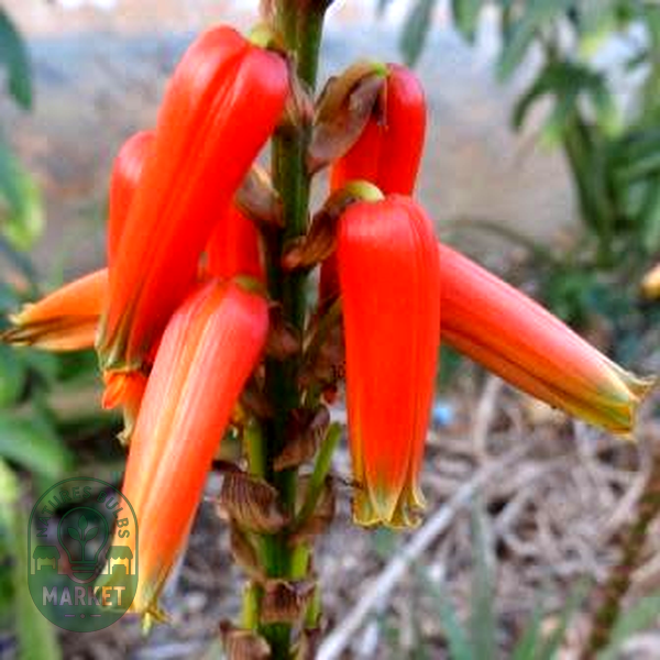 Aloe pienaarii