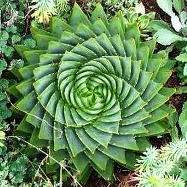 Aloe polyphylla