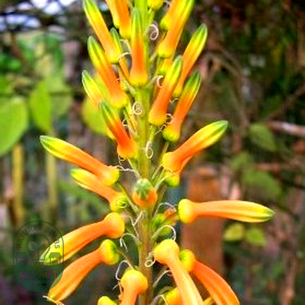 Aloe pruinosa