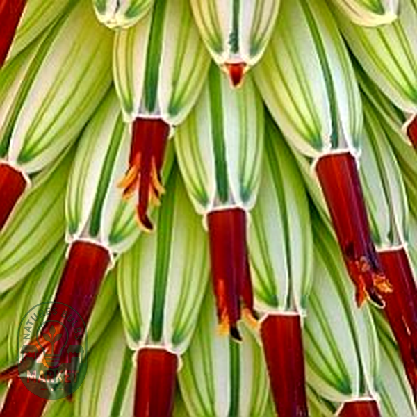 Aloe speciosa