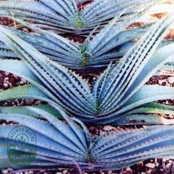 Aloe suprafoliata – Book Aloe; Boekaalwyn