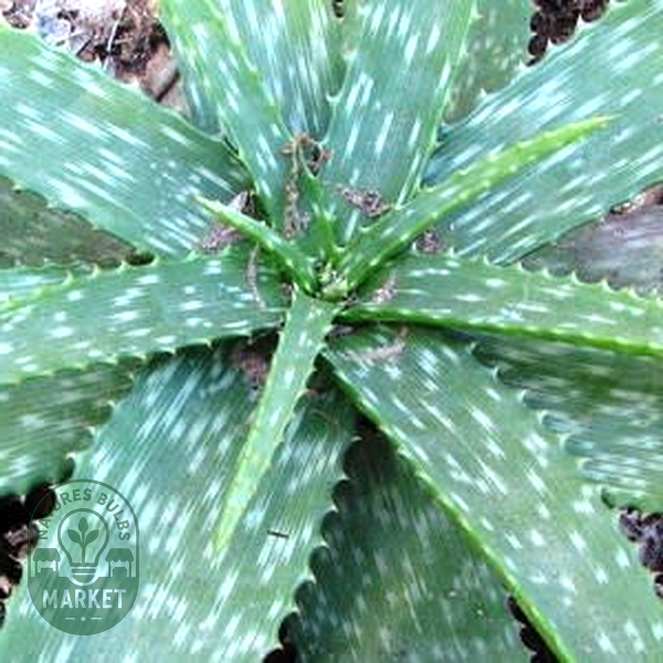 Aloe swynnertonii