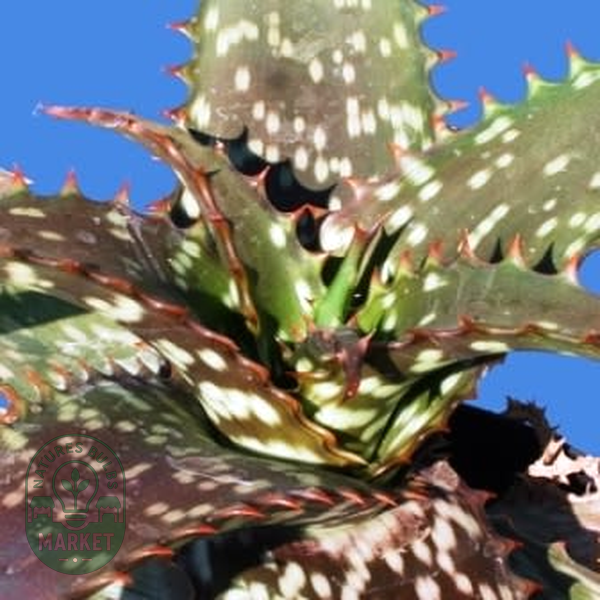 Aloe transvaalensis