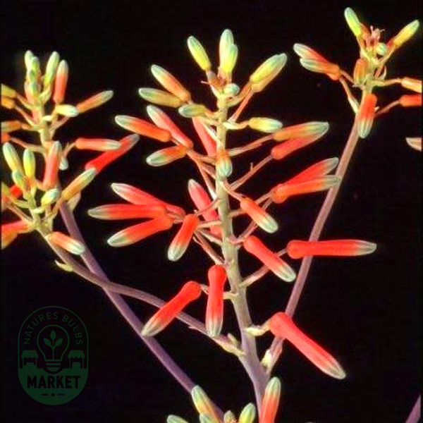 Aloe vogtsii