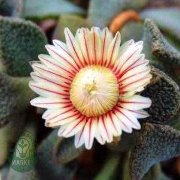 Aloinopsis rosulata