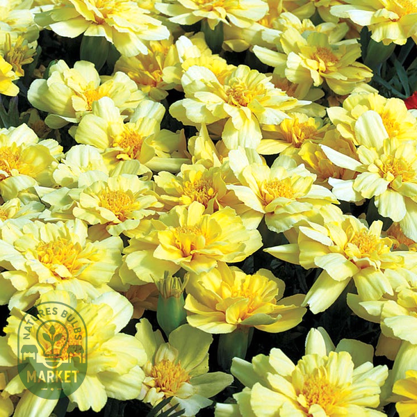 Alumia Vanilla Cream Marigold Seeds