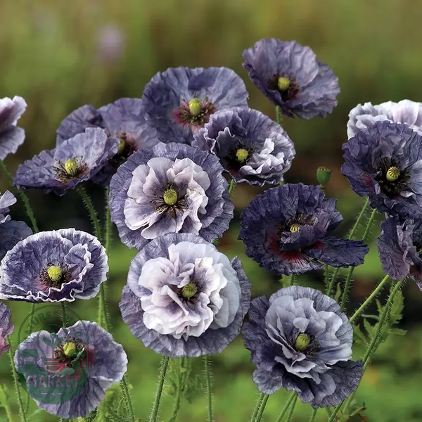Amazing Grey' Poppy Seeds