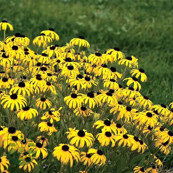 American Gold Rush' Rudbeckia