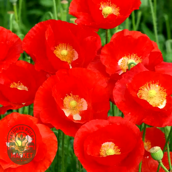 American Legion' Heirloom Poppy Seeds