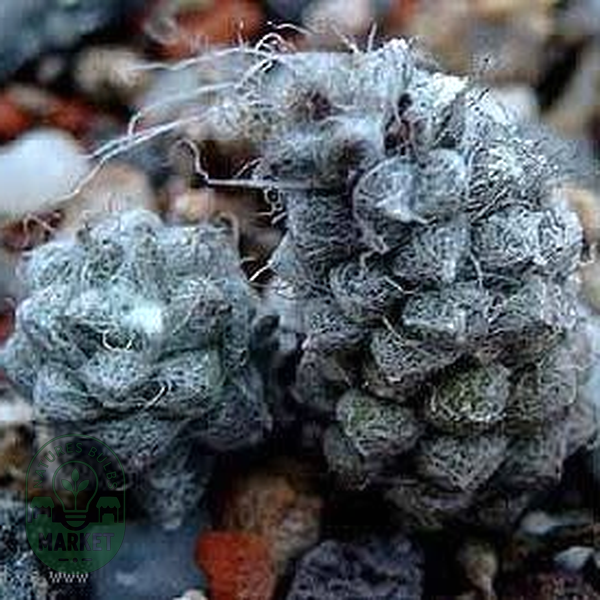 Anacampseros baeseckei